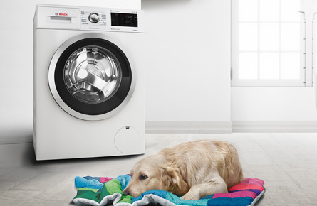 Hund liegt auf dem Boden vor einer Waschmaschine in hellem Raum
