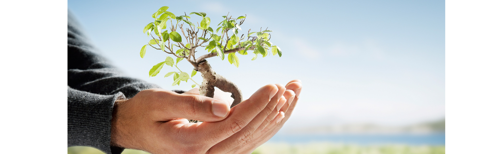 Schössling auf einer Hand