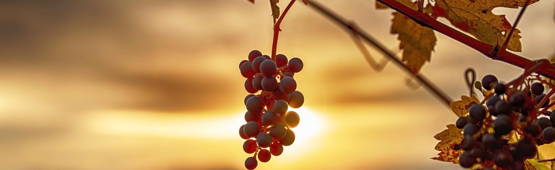 Trauben am Strauch mit Sonnenuntergang im Hintergrund