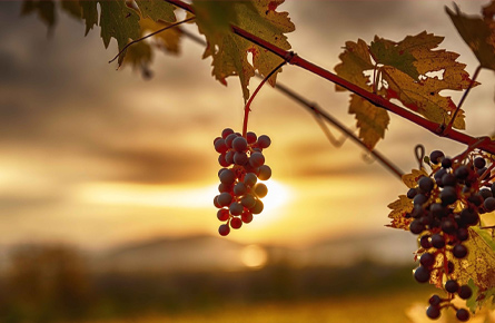 Trauben am Strauch mit Sonnenuntergang im Hintergrund